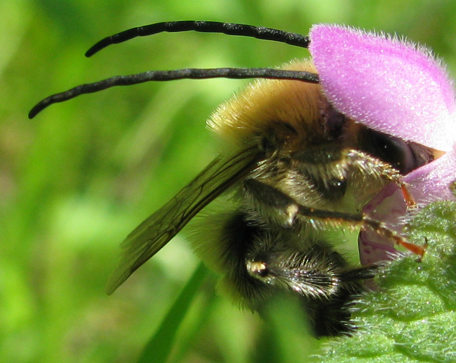 Eucera sp